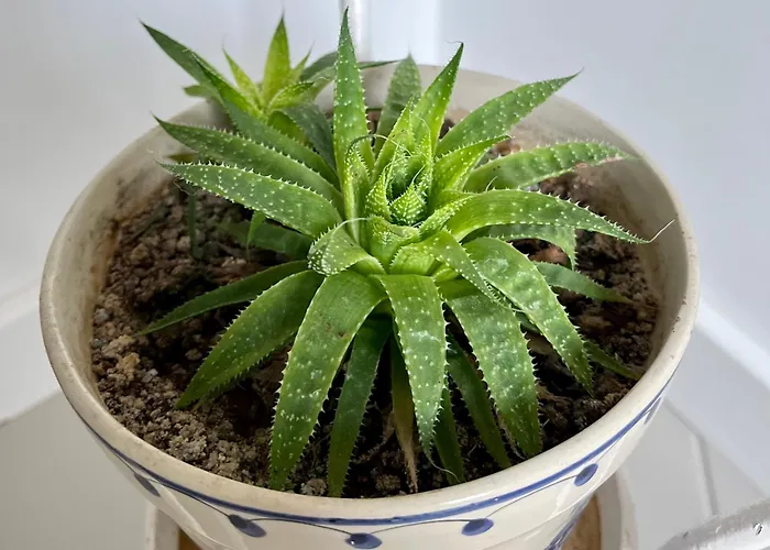 בית נופש Casa Courelas *